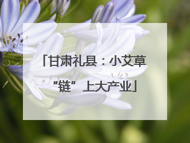 甘肃礼县：小艾草“链”上大产业