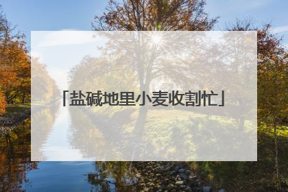 盐碱地里小麦收割忙
