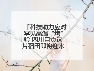 科技助力应对罕见高温“烤”验 四川自贡这片稻田即将迎来头季孕穗期