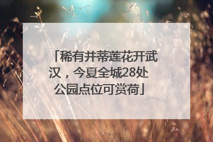 稀有并蒂莲花开武汉，今夏全城28处公园点位可赏荷