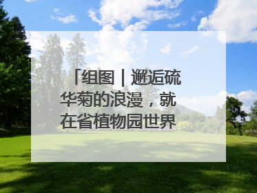 组图｜邂逅硫华菊的浪漫，就在省植物园世界名花广场
