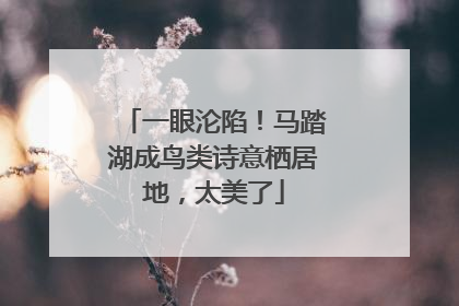 一眼沦陷！马踏湖成鸟类诗意栖居地，太美了