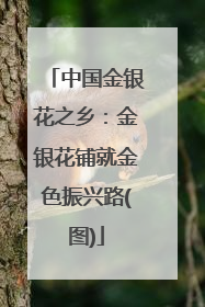 中国金银花之乡：金银花铺就金色振兴路(图)