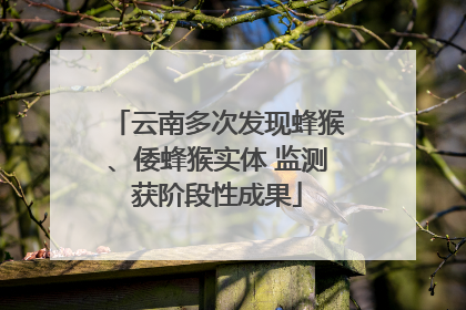云南多次发现蜂猴、倭蜂猴实体 监测获阶段性成果