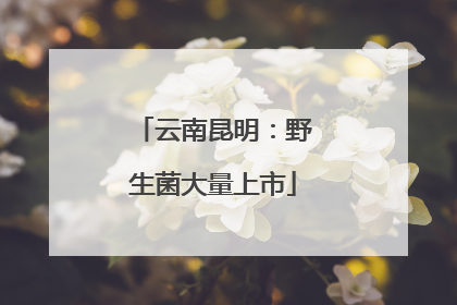 云南昆明：野生菌大量上市