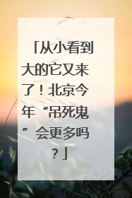 从小看到大的它又来了！北京今年“吊死鬼”会更多吗？