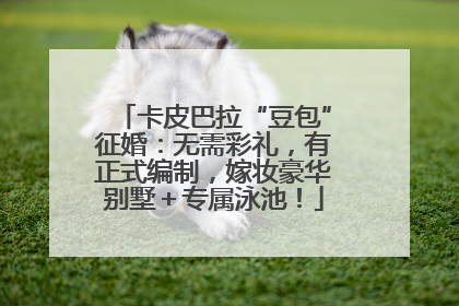 卡皮巴拉“豆包”征婚：无需彩礼，有正式编制，嫁妆豪华别墅＋专属泳池！