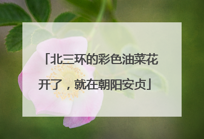 北三环的彩色油菜花开了，就在朝阳安贞