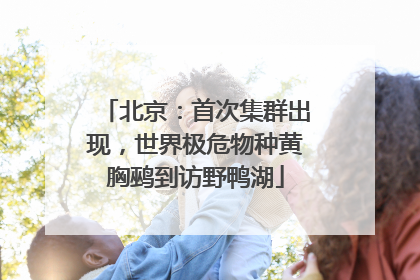 北京：首次集群出现，世界极危物种黄胸鹀到访野鸭湖
