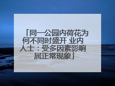 同一公园内荷花为何不同时盛开 业内人士：受多因素影响 属正常现象