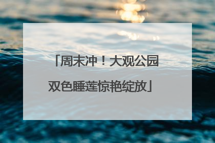 周末冲！大观公园双色睡莲惊艳绽放