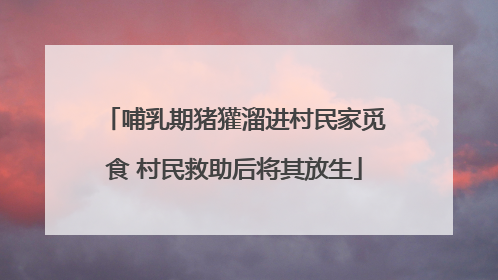 哺乳期猪獾溜进村民家觅食 村民救助后将其放生