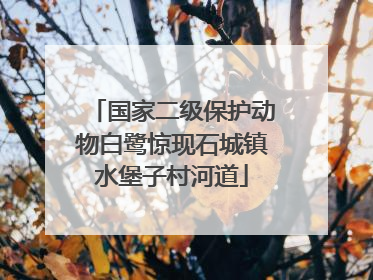 国家二级保护动物白鹭惊现石城镇水堡子村河道