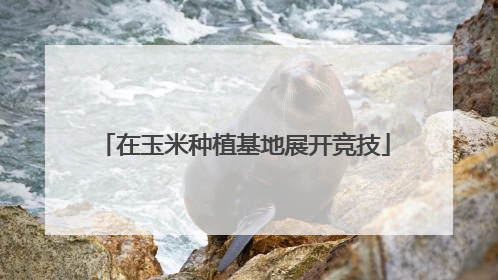 在玉米种植基地展开竞技