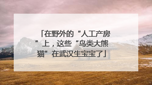 在野外的“人工产房”上，这些“鸟类大熊猫”在武汉生宝宝了