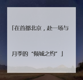 在首都北京，赴一场与月季的“倾城之约”