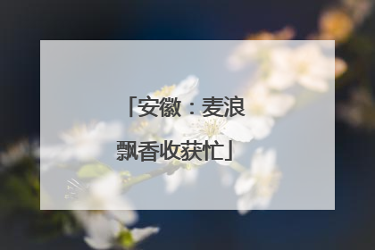 安徽：麦浪飘香收获忙