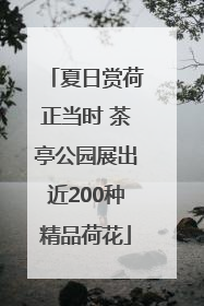 夏日赏荷正当时 茶亭公园展出近200种精品荷花