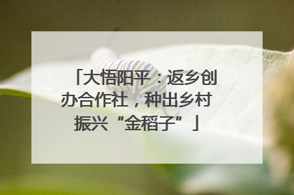 大悟阳平：返乡创办合作社，种出乡村振兴“金稻子”