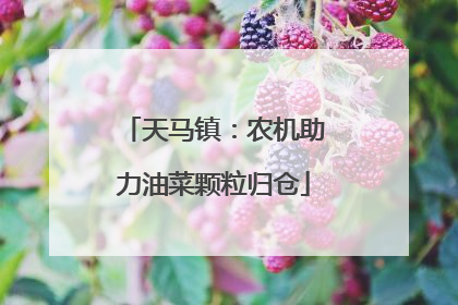 天马镇：农机助力油菜颗粒归仓