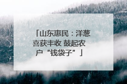 山东惠民：洋葱喜获丰收 鼓起农户“钱袋子”
