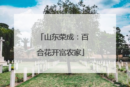 山东荣成：百合花开富农家