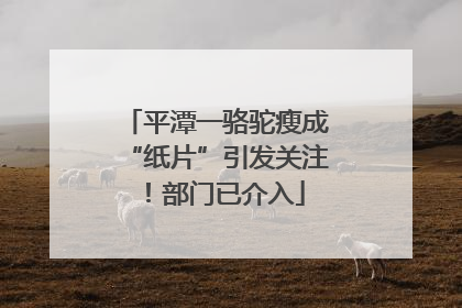 平潭一骆驼瘦成“纸片”引发关注！部门已介入