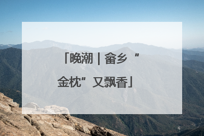 晚潮｜畲乡“金枕”又飘香