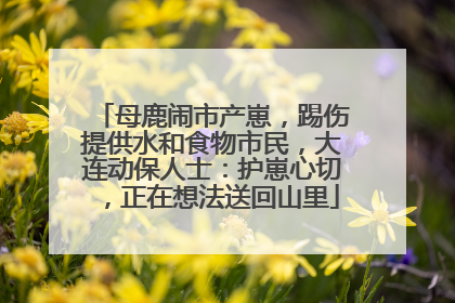 母鹿闹市产崽，踢伤提供水和食物市民，大连动保人士：护崽心切，正在想法送回山里
