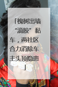 槐树出墙“滴胶”黏车，两社区合力消除车主头顶隐患