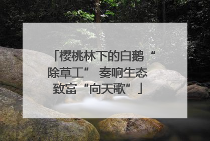樱桃林下的白鹅“除草工” 奏响生态致富“向天歌”