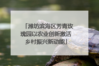 潍坊滨海区芳青玫瑰园以农业创新激活乡村振兴新动能