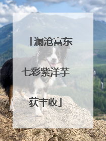 澜沧富东七彩紫洋芋获丰收