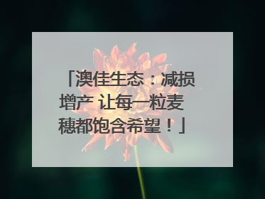 澳佳生态：减损增产 让每一粒麦穗都饱含希望！
