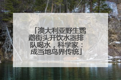 澳大利亚野生鹦鹉街头开饮水器排队喝水，科学家：成当地鸟界传统