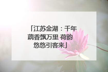 江苏金湖：千年藕香飘万里 荷韵悠悠引客来