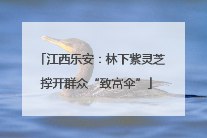 江西乐安：林下紫灵芝撑开群众“致富伞”