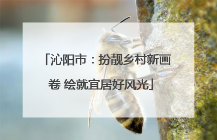 沁阳市：扮靓乡村新画卷 绘就宜居好风光