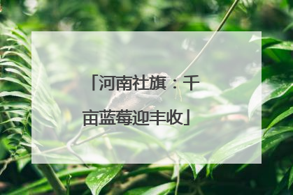 河南社旗：千亩蓝莓迎丰收