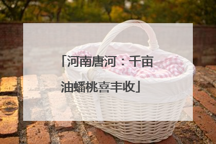 河南唐河：千亩油蟠桃喜丰收