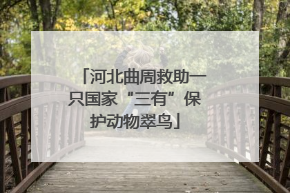 河北曲周救助一只国家“三有”保护动物翠鸟