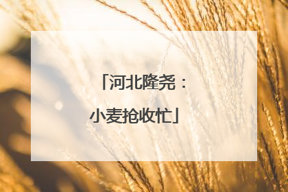 河北隆尧：小麦抢收忙