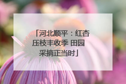 河北顺平：红杏压枝丰收季 田园采摘正当时
