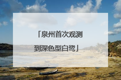 泉州首次观测到深色型白鹭