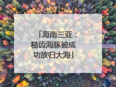 海南三亚：糙齿海豚被成功放归大海