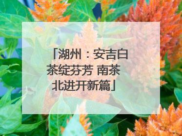 湖州：安吉白茶绽芬芳 南茶北进开新篇