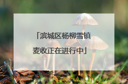 滨城区杨柳雪镇麦收正在进行中