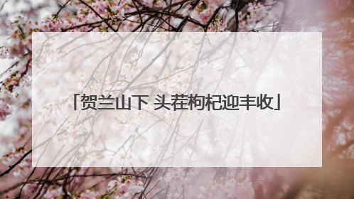 贺兰山下 头茬枸杞迎丰收