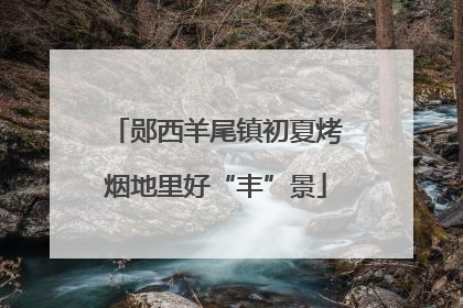 郧西羊尾镇初夏烤烟地里好“丰”景