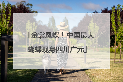 金裳凤蝶！中国最大蝴蝶现身四川广元